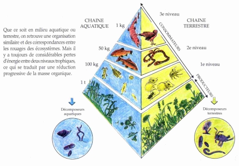 BIODIVERSITÉ ET PRATIQUES AGRICOLES & AQUACOLES  synergie ou conflit